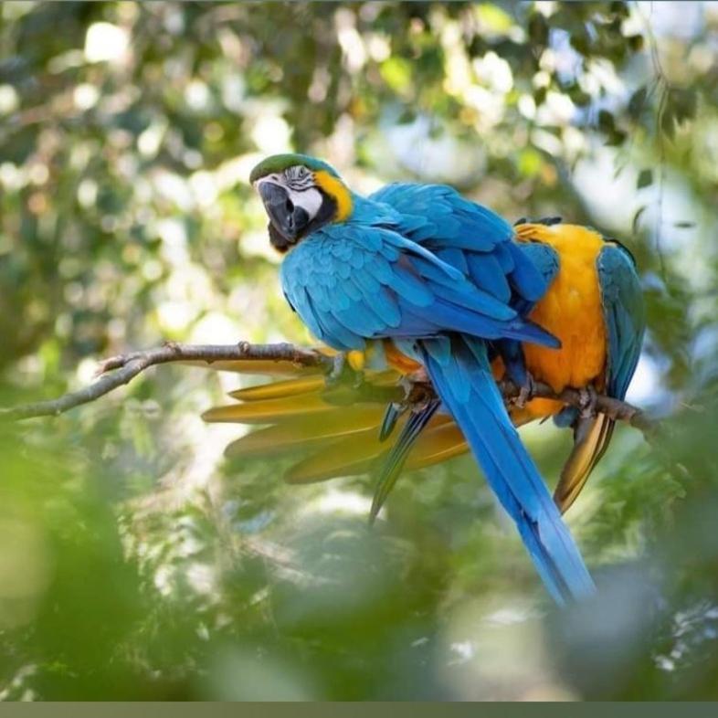 The Parrot Hotel, Live In A Rescue Animal Park Naestved Exterior photo